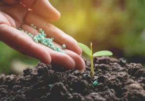 Mão jogando fertilizante em plantinha