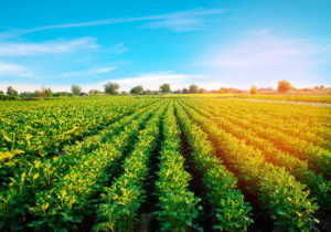 tecnicas de cultivo