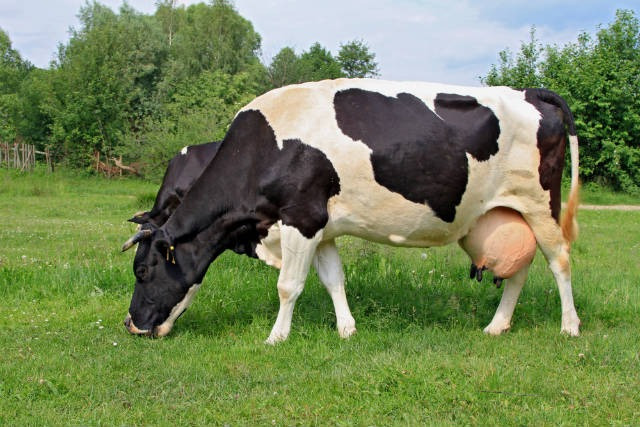 60 Vacas (30 Prenhas + 30 em Inseminação) 