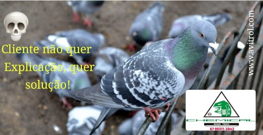 Pombos pardais urubus maritaca Avitrol repelente,  controle da fauna sinantrópica nociva 