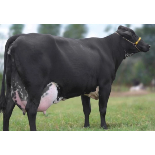 Ração Líquida Para Vacas De Leite Sol