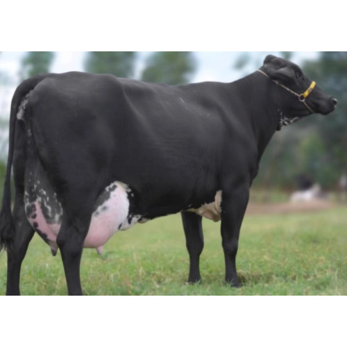 Ração Líquida Sol para Vacas de Leite