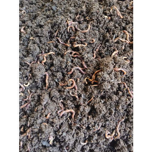 Húmus Premium de minhoca vermelha Califórniana - 10Kg