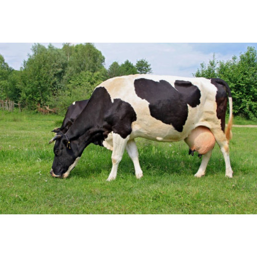 60 Vacas (30 Prenhas + 30 em Inseminação) 