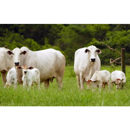 46 Vacas (41 com Bezerro ao Pé)