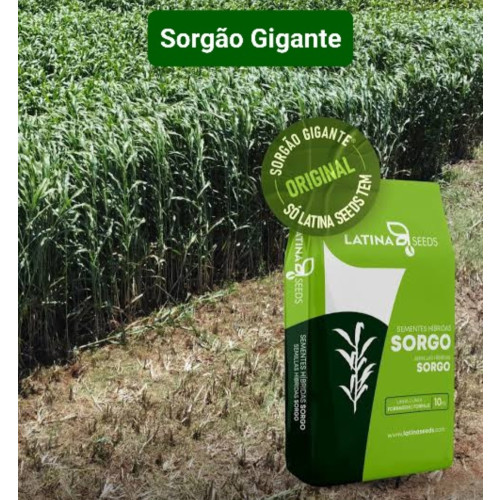 Sorgo Gigante LAS 6002F (Sorgo gigante com grãos)