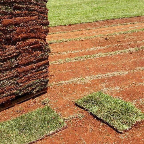 Grama Esmeralda e outras variedades direto do produtor 