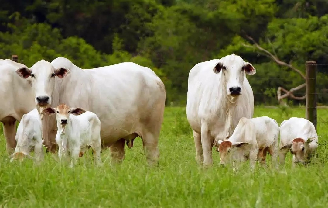 46 Vacas (41 com Bezerro ao Pé)