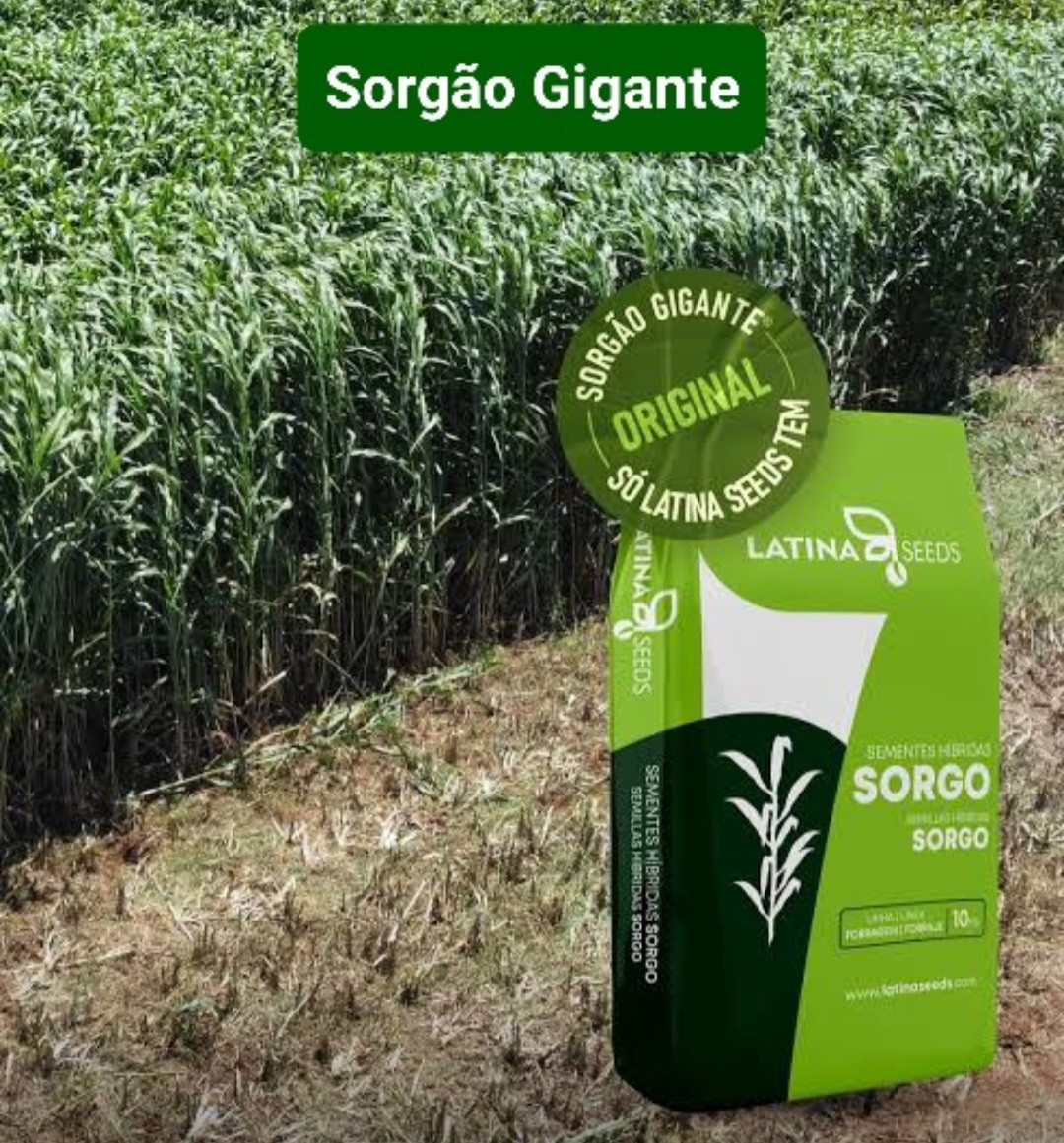15 sacos Sorgo Gigante LAS 6002F (Sorgo gigante com grãos)
